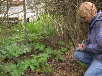 Noxious weed specialists track locations of giant hogweed so they can stop its spread.
