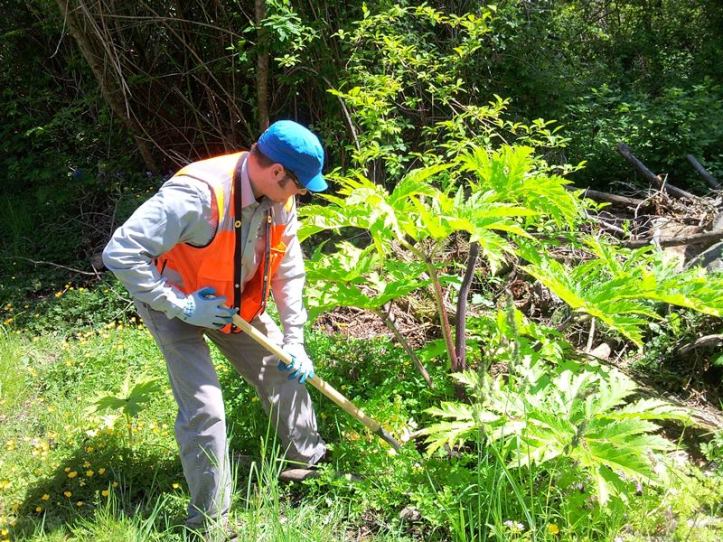 giant-hogweed-removal