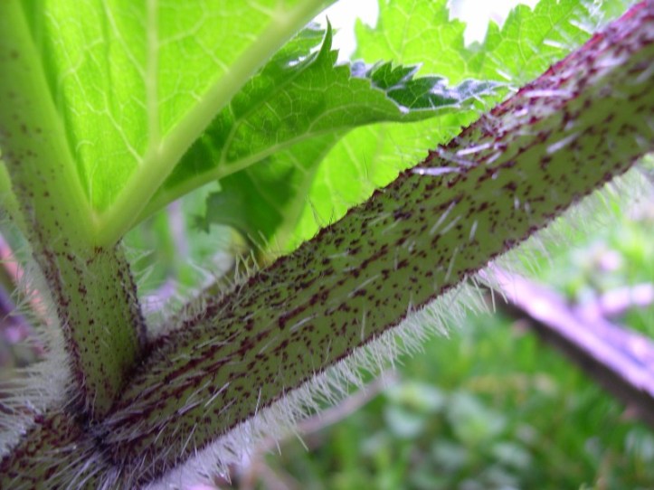 giant-hogweed-stem-closeup