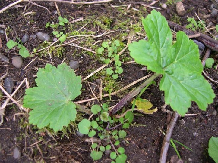 giant-hogweed-young-plant