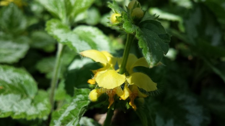 yellow-archangel-flower-closeUp-April2016-RBrunskill