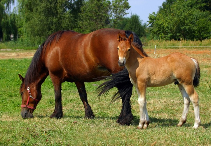 ¡Los caballos le agradecerán el control de la hierba de Santiago y otras malezas tóxicas!