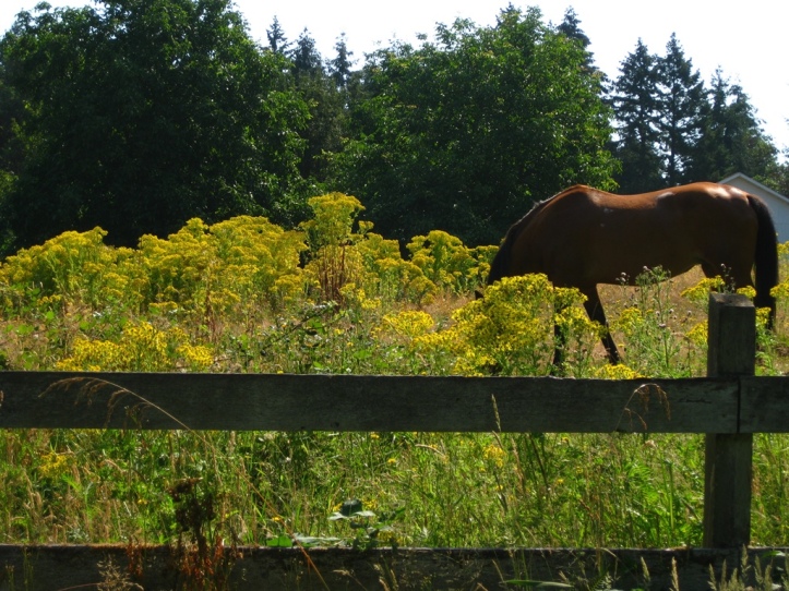 Los caballos tratarán de no comer la hierba de Santiago, pero incluso pequeñas cantidades pueden acumularse en el hígado y causar daños. Foto de Maria Winkler.