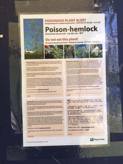 poison-hemlock-warning-poster-CarolineHughes