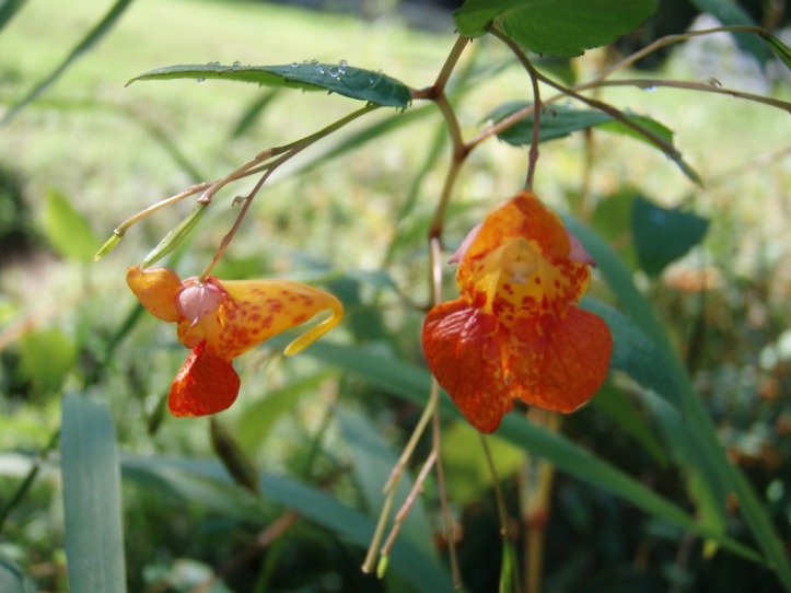 Spotted jewelweed (Impatiens capensis) in King County, Washington