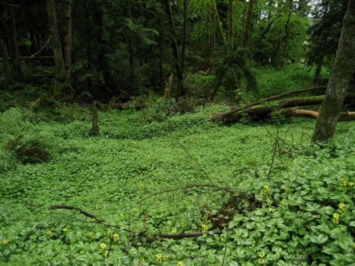 yellow archangel infestation in a forest
