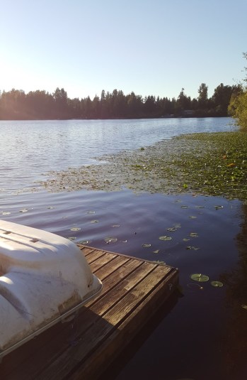 Area where lily pads were cut and removed (in the foreground). Photo by Holly D’Annunzio.
