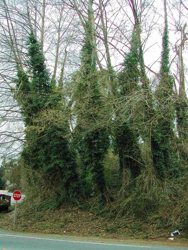 Photo of English ivy growing on trees on a roadside.