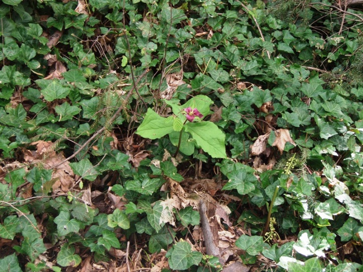 Photo of English ivy in a forest surrounding a native trillium plant.