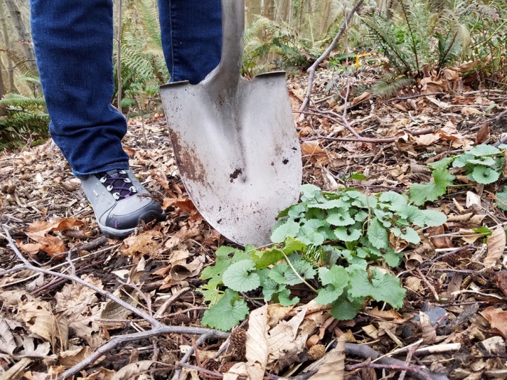 Garlic mustard being dug up in early March in the Kiwanis Ravine in Seattle.