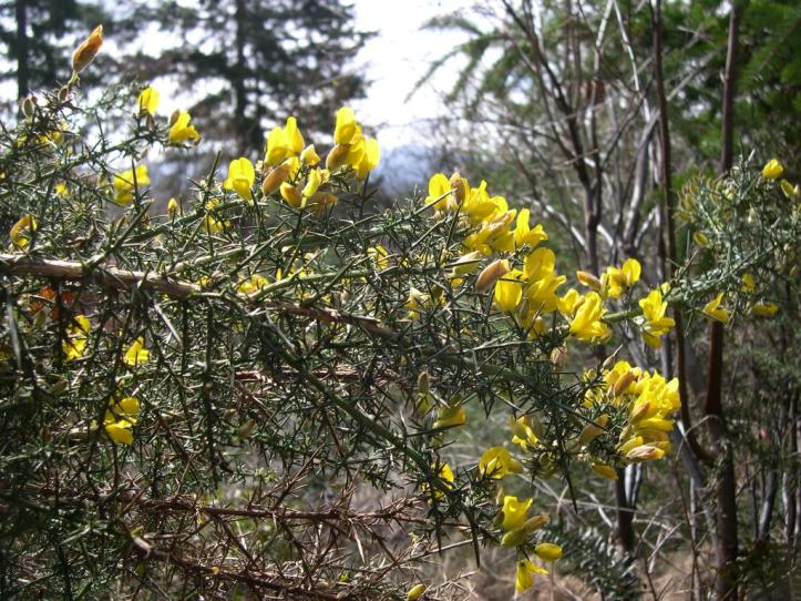 Gorse has striking golden yellow blossoms but is well-defended by its sharp, stout spines.