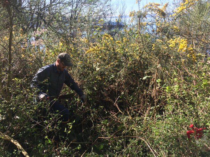 King County noxious weed specialist Eric Walker hacks his way toward a large gorse plant on the hillside of Lincoln Park. Photo by Matt Below.