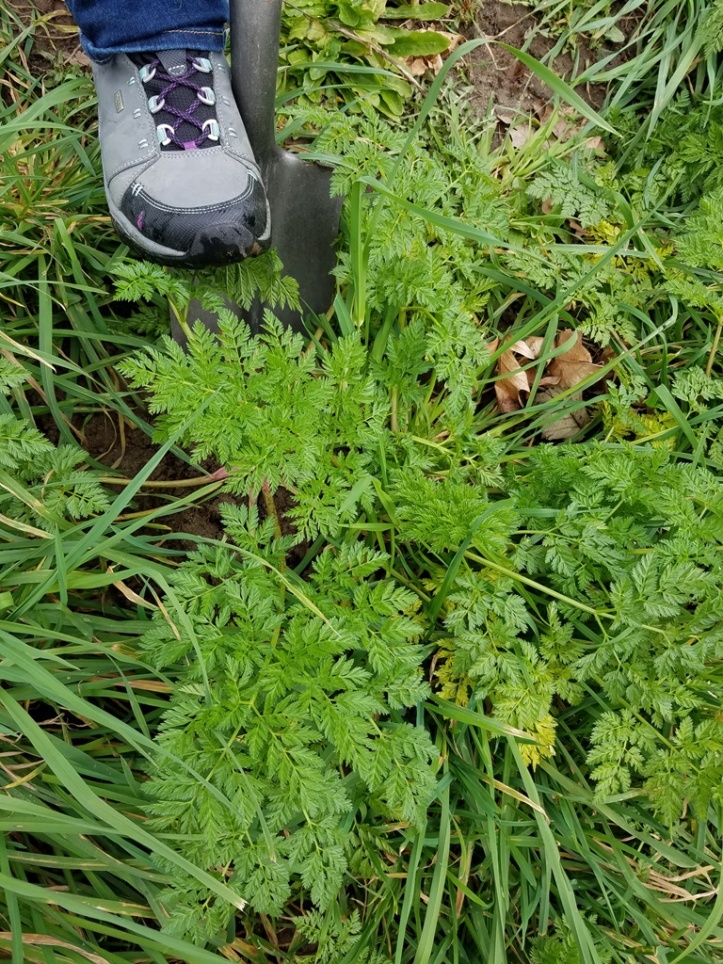 Poison-hemlock plant with a boot and shovel. Notice the the purple-red coloring on the stem and parsley-like leaves.