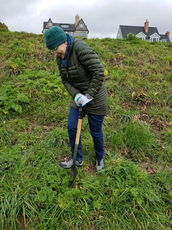 Noxious weed specialist Karen Peterson digging up a poison-hemlock plant in a Seattle park in early March.