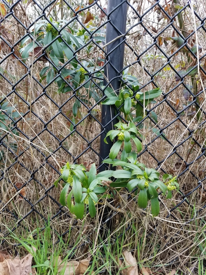 Spurge laurel growing through a chain link fence in Seattle in early March.