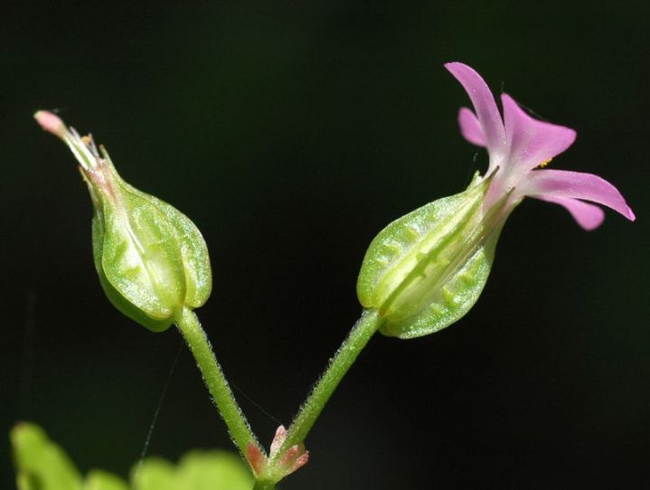 Flowers are tiny, pink, 5 petals and grow in pairs on delicate stems. Distinctive “keels” around the base of the flower (the sepals). Usually blooms April to July, sometimes as early as March. Photo by Ben Legler.