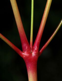 Stems are usually red or pinkish and not noticeably hairy. Photo by Ben Legler.