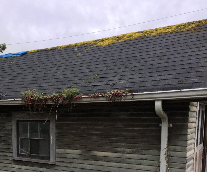 This year there were only a few plants coming up in the gutters. Photo by Karen Peterson.