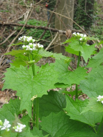 Garlic mustard's leaves and flowers.