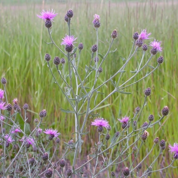 Spotted knapweed in bloom. Photo by Matt Lavin / CC BY.