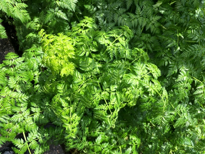 Poison-hemlock's fern-like lacy leaves.