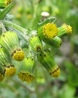 Common groundsel's yellow flower heads lack rays. Photo courtesy of Phil Sellens / CC BY 2.0.