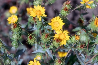 Puget Sound gumweed has yellow composite flowers with bracts covered in a white, sticky "gum"—very different from perennial pepperweed's flowers. Photo courtesy of Bureau of Land Management Oregon and Washington / CC BY 2.0.