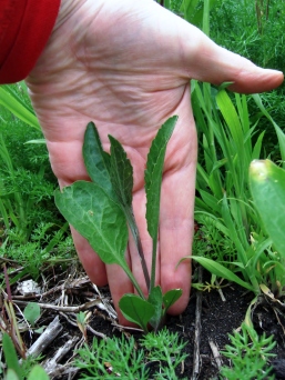 Young perennial pepperweed leaves can have stalks nearly the same length as leaves.