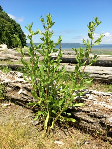 Mature Puget Sound gumweed growing at Dumas Bay Wildlife Sanctuary.