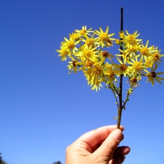 Tansy ragwort produces clusters of bright yellow daisy-like flowers—usually with 13 petals—at the ends of its stems.