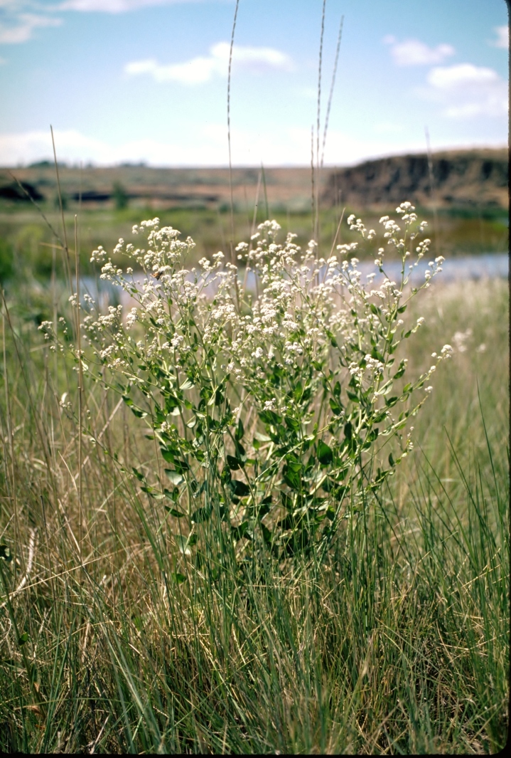 Perennial pepperweed blooms June-September, when dense rounded clusters of small white flowers appear near branch ends.