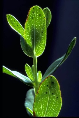 Common St. Johnswort has oval leaves with black or transparent dots.