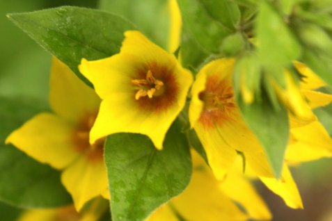 Yellow loosestrife's flowers are more pointed than those of garden loosestrife.