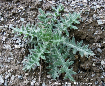 Bull thistle forms rosettes its first year, flowering the next. Photo courtesy of Jennifer Andreas, Washington State University Extension.