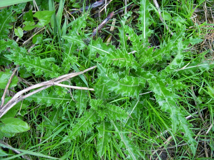 Canada thistle rosettes. Canada thistle's roots produce new plants, forming patches.