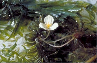 Brazilian elodea's showy white flowers with 3 petals and yellow centers, fragrant, floating on water surface
