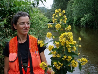 Garden loosestrife's flowers appear in clusters at stem ends. Education Specialist Sasha Shaw holds a garden loosestrife plant on the Raging River.