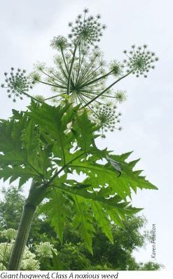 Giant hogweed is one of the most dangerous noxious weeds found in King County.