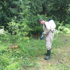 Controlling a high priority noxious weed.