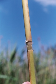 Phragmites has tan, woody, rough and dull, rigid, hollow stems up to 15 feet tall.