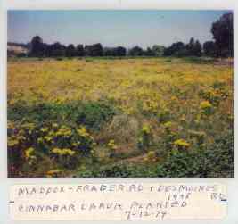 1979 photo of a large field full of tansy ragwort where Cinnabar larvae were released