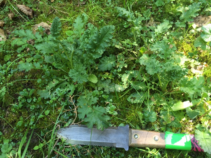 young tansy ragwort plants next to a hori hori