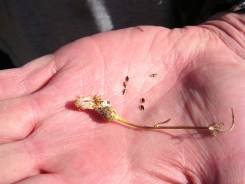 spotted knapweed seed head and seeds in hand