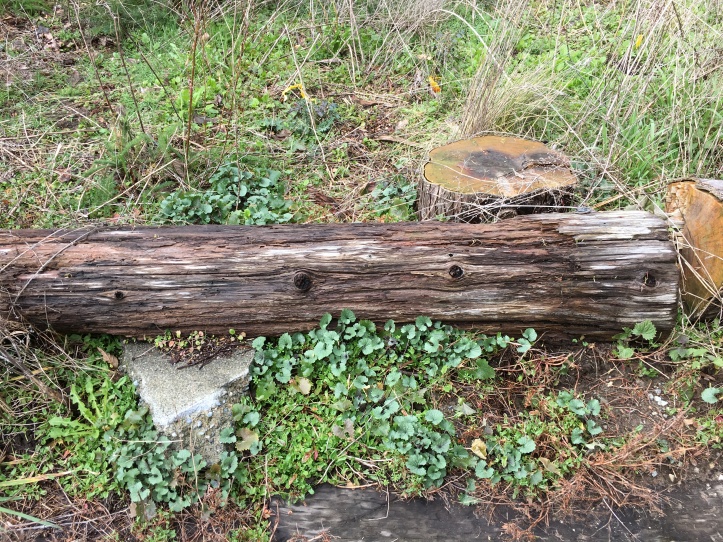 Log with young garlic mustard plants growing along both sides.