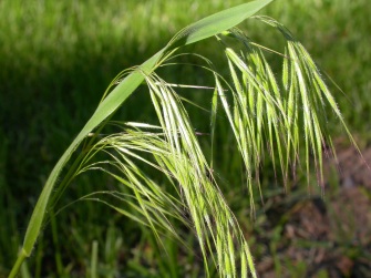 Cheatgrass inflorescence, green. Photo by Matt Lavin / CC BY 2.0.
