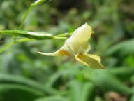 Small-flowered jewelweed flower, side. Photo by Andreas Rockstein / CC BY 2.0.