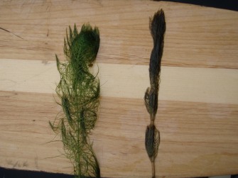 The native northern watermilfoil (left) tends to keep its shape out of water, while the invasive Eurasian watermilfoil (right) tends to collapse against its stem.