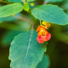 Spotted jewelweed leaf and flower. Photo by Melissa McMasters / CC BY 2.0.