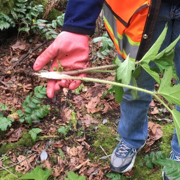Young giant hogweed (Heracleum mantegazzianum) plant being held in gloved hand