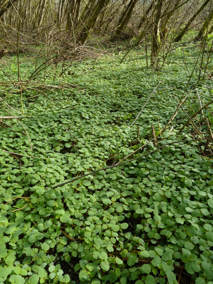 carpet of spotted jewelweed (Impatiens capensis) seedlings